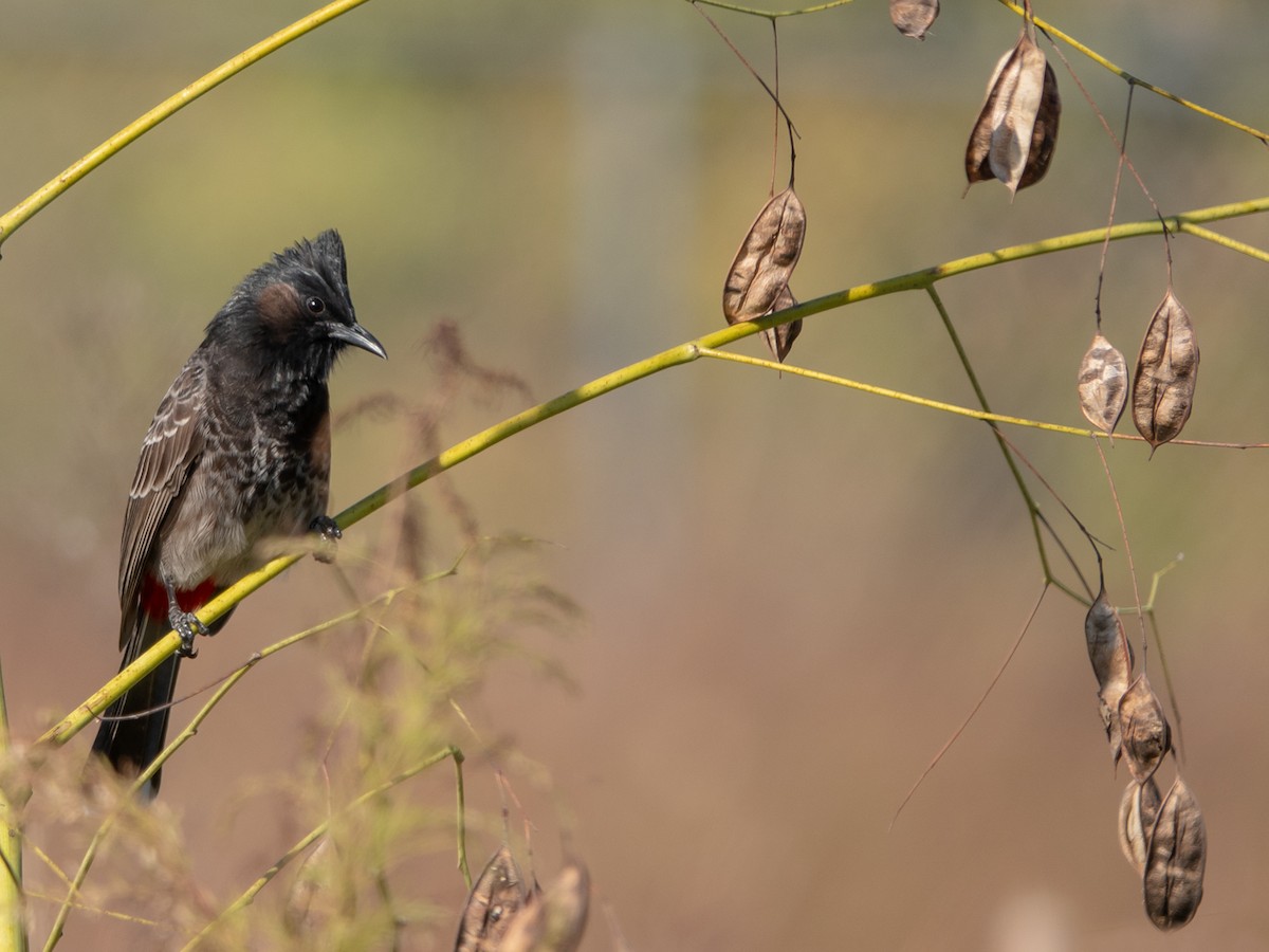 Red-vented Bulbul - ML388265471