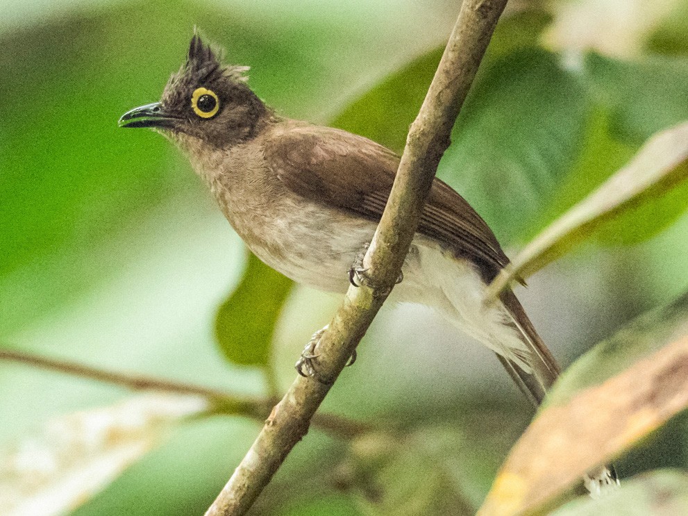 Yellow-wattled Bulbul - Forest Botial-Jarvis
