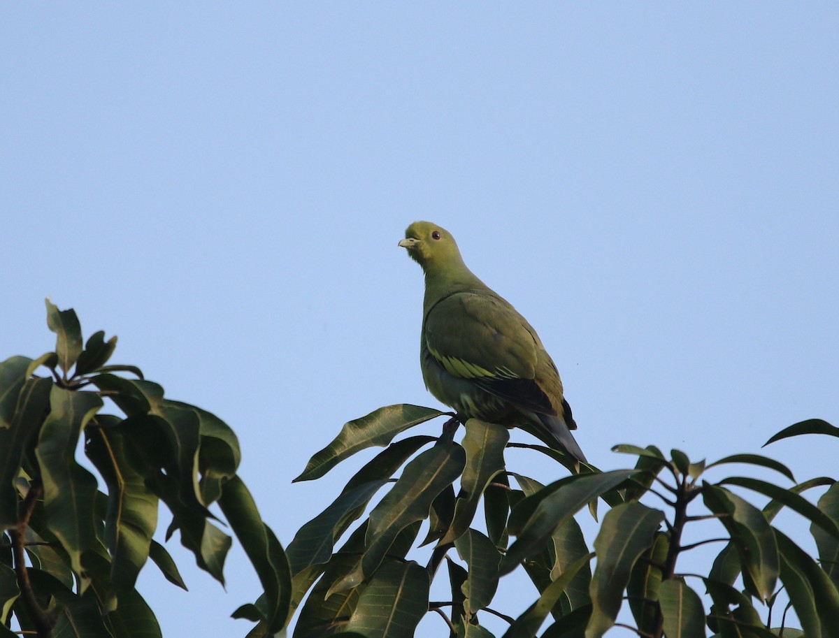 Gray-fronted Green-Pigeon - Sushant Jadhav