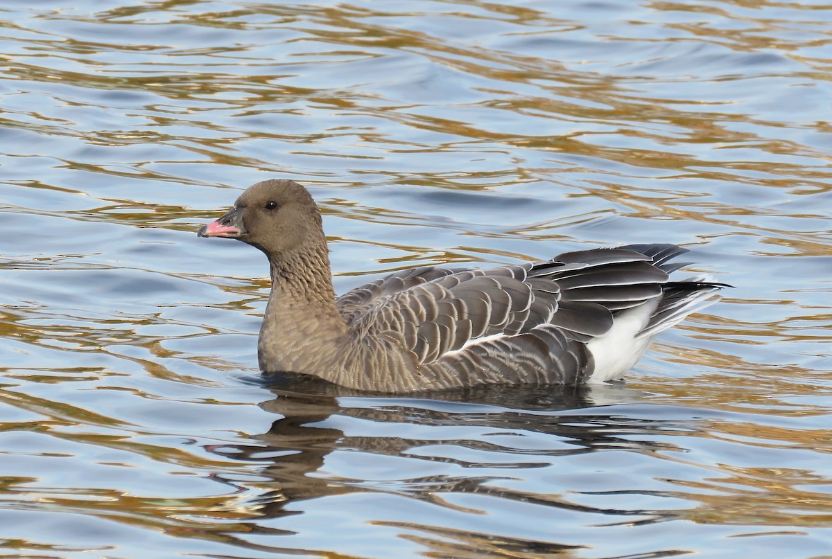 Pink-footed Goose - ML38826611