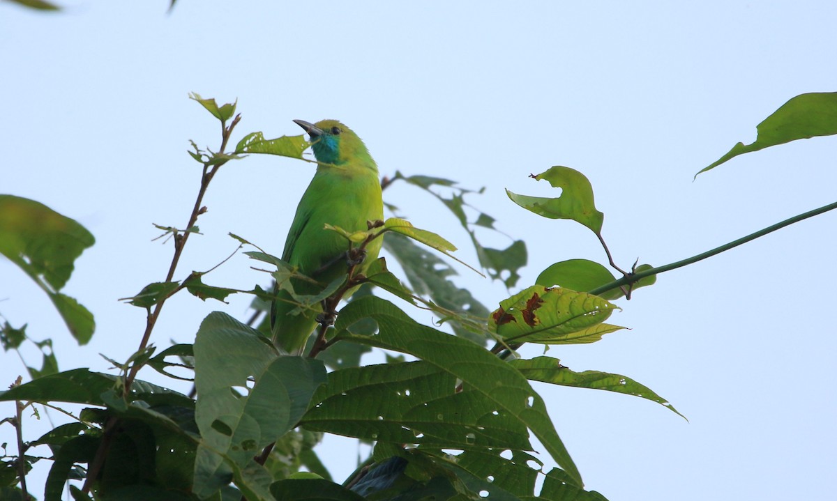 Jerdon's Leafbird - Sushant Jadhav