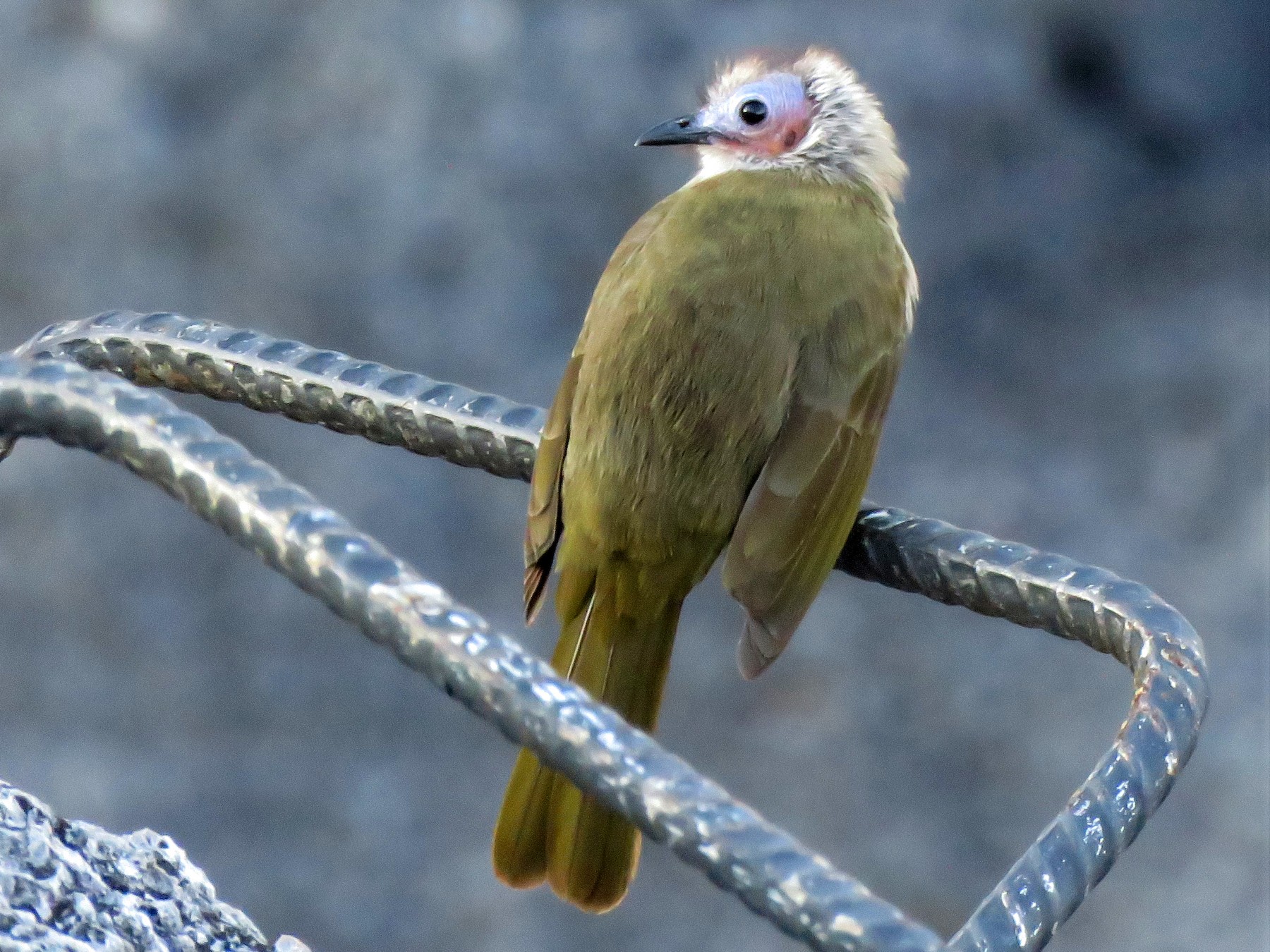 Bare-faced Bulbul - eBird