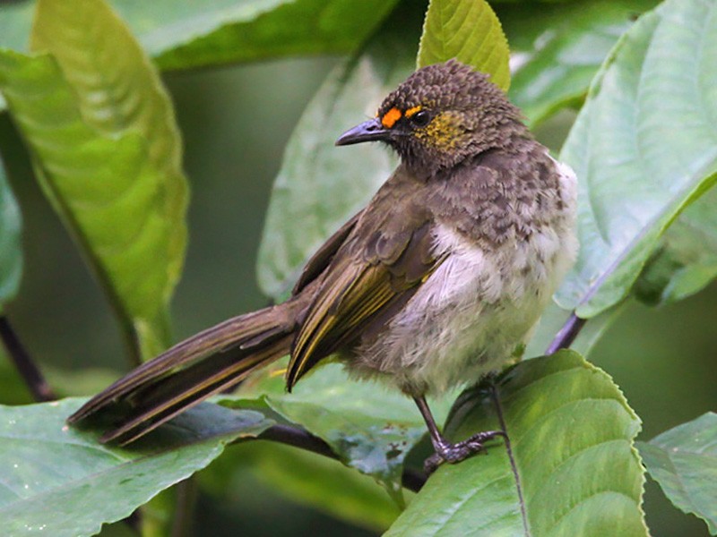 Orange-spotted Bulbul - Lars Petersson | My World of Bird Photography