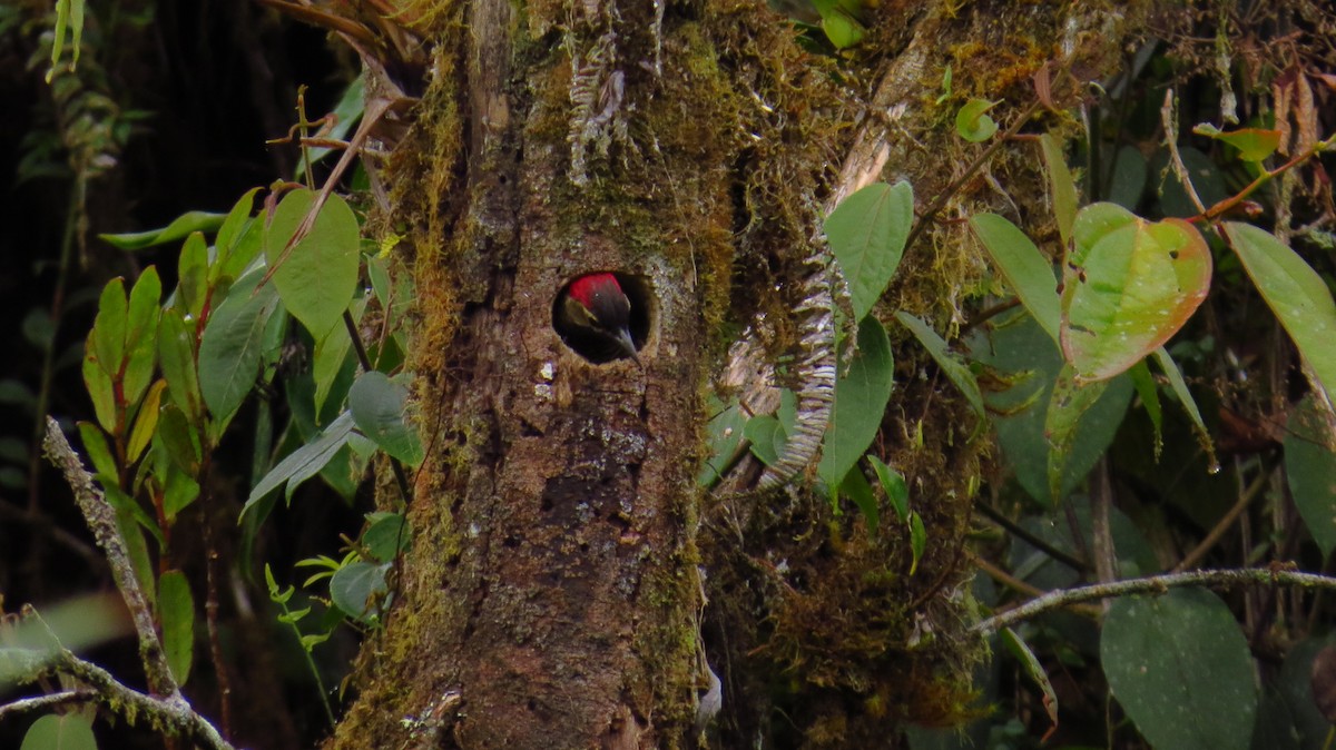 Spot-breasted Woodpecker - ML38827011