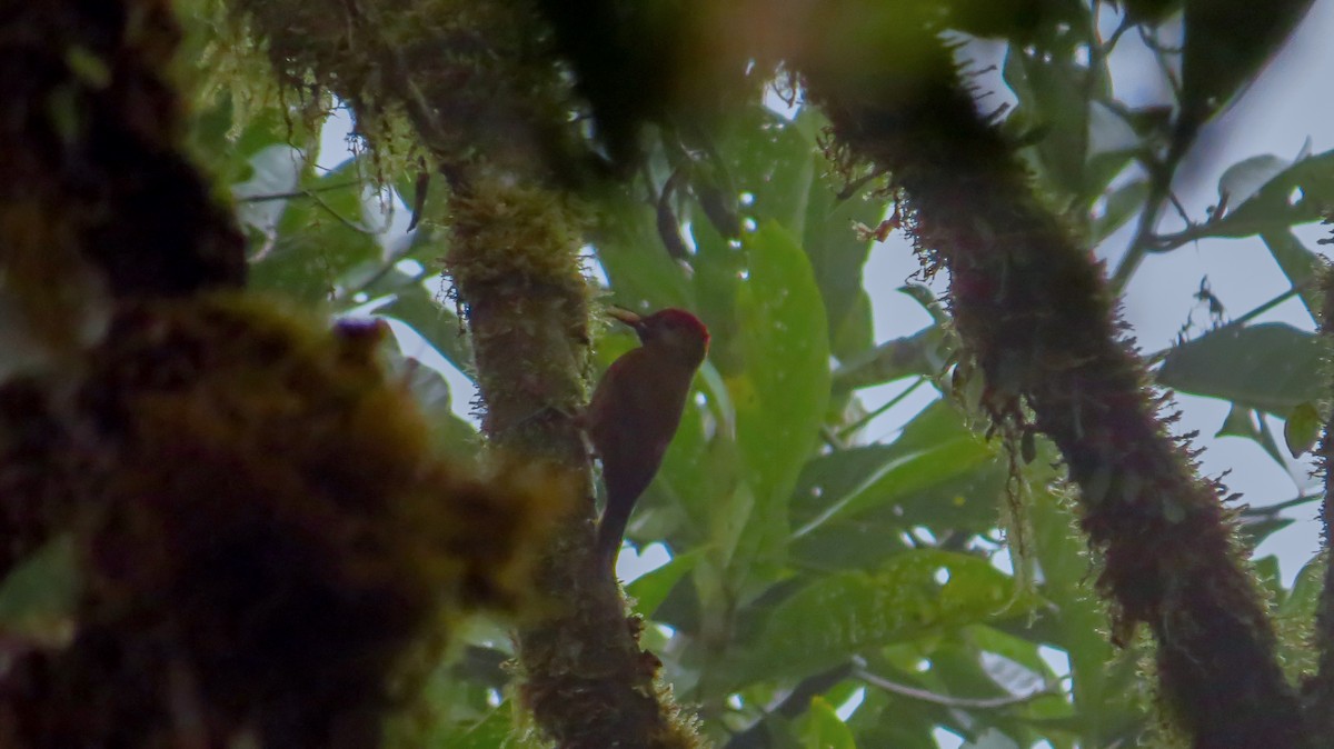 Smoky-brown Woodpecker - Jorge Muñoz García   CAQUETA BIRDING