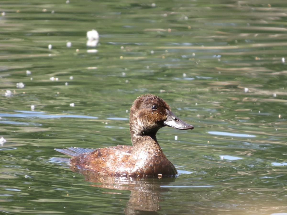 Andean Duck - ML388270771