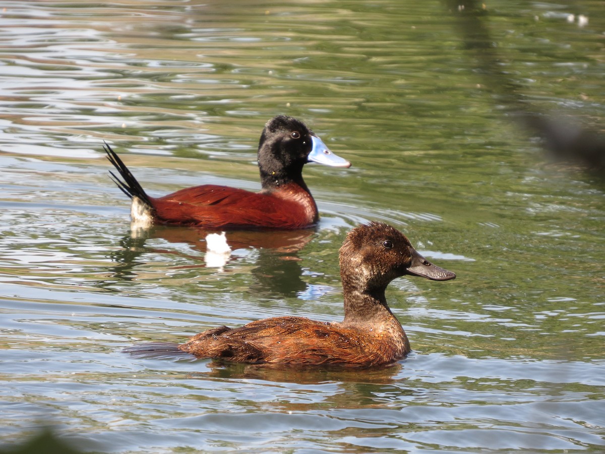 Andean Duck - ML388271411