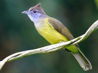  - Gray-throated Bulbul