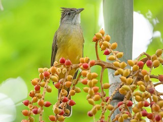  - Gray-throated Bulbul