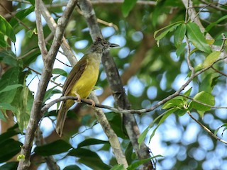  - Gray-throated Bulbul