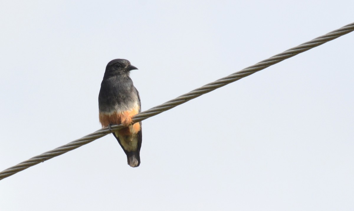 Swallow-winged Puffbird - David M. Bell