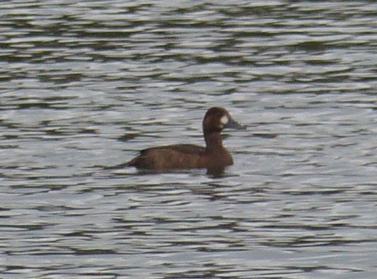Greater/Lesser Scaup - ML388276121