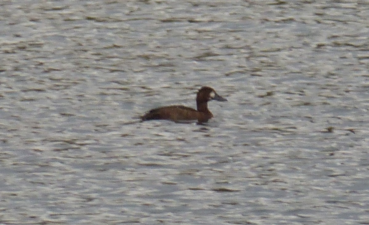 Greater/Lesser Scaup - ML388276131