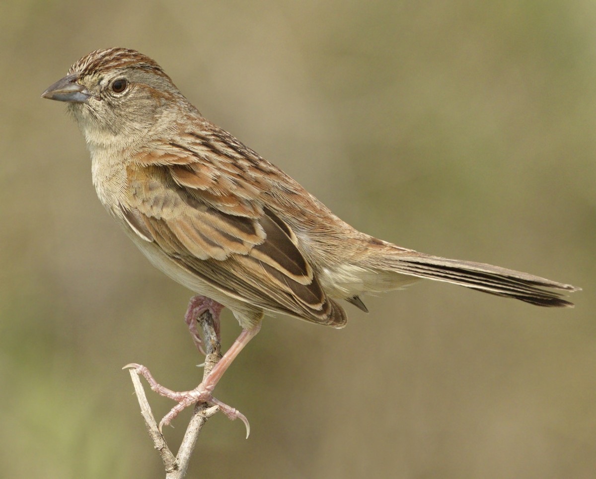 Botteri's Sparrow - Iris Kilpatrick