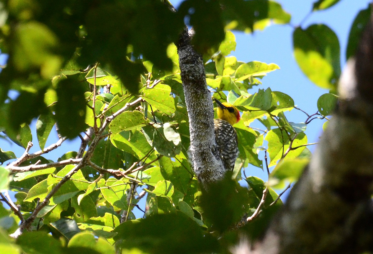 Yellow-throated Woodpecker - David M. Bell
