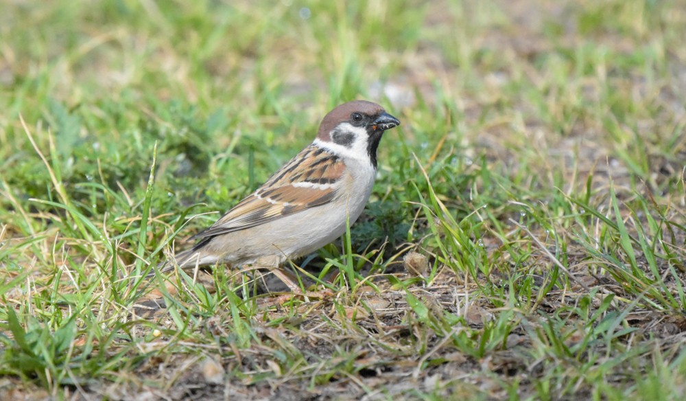 Eurasian Tree Sparrow - ML388282651