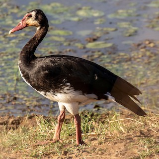 Spur-winged Goose, ML388284181