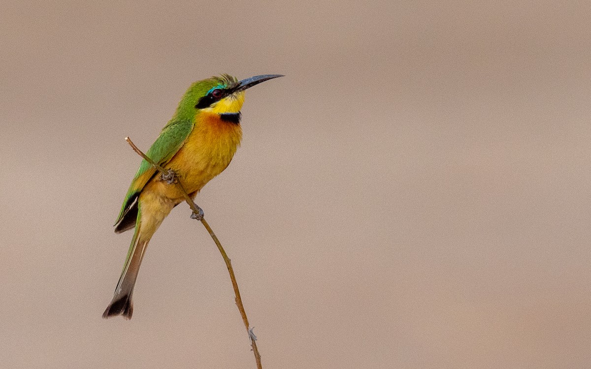 Little Bee-eater - Eero Rasi
