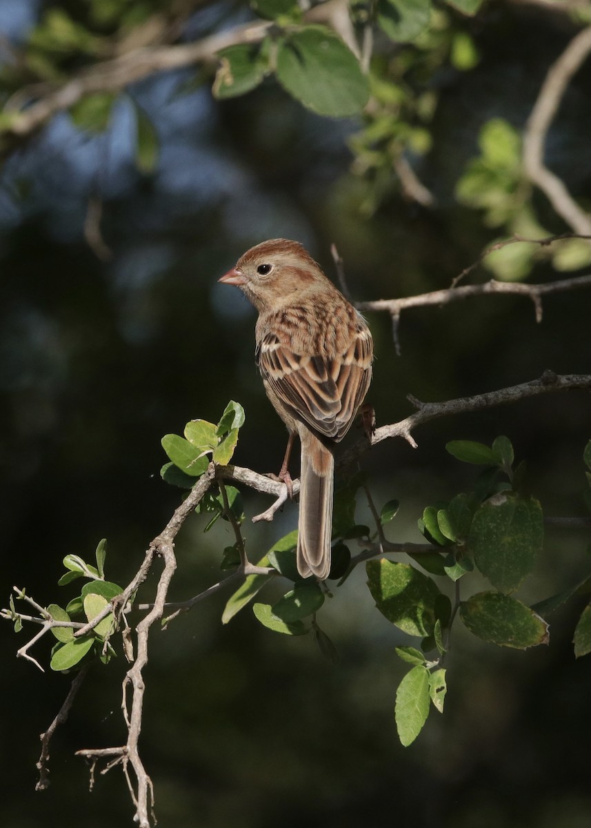 Field Sparrow - Amy Ondrus