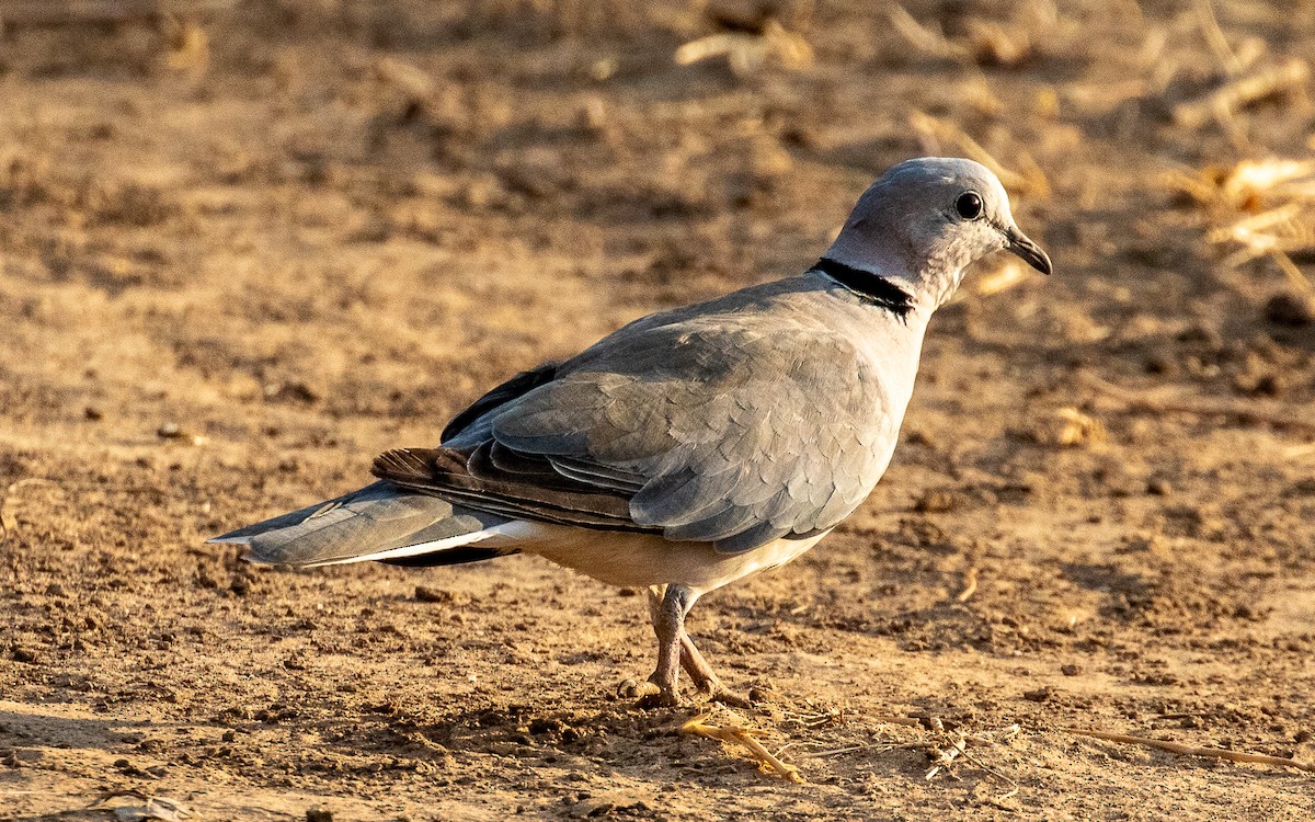 Ring-necked Dove - ML388286901