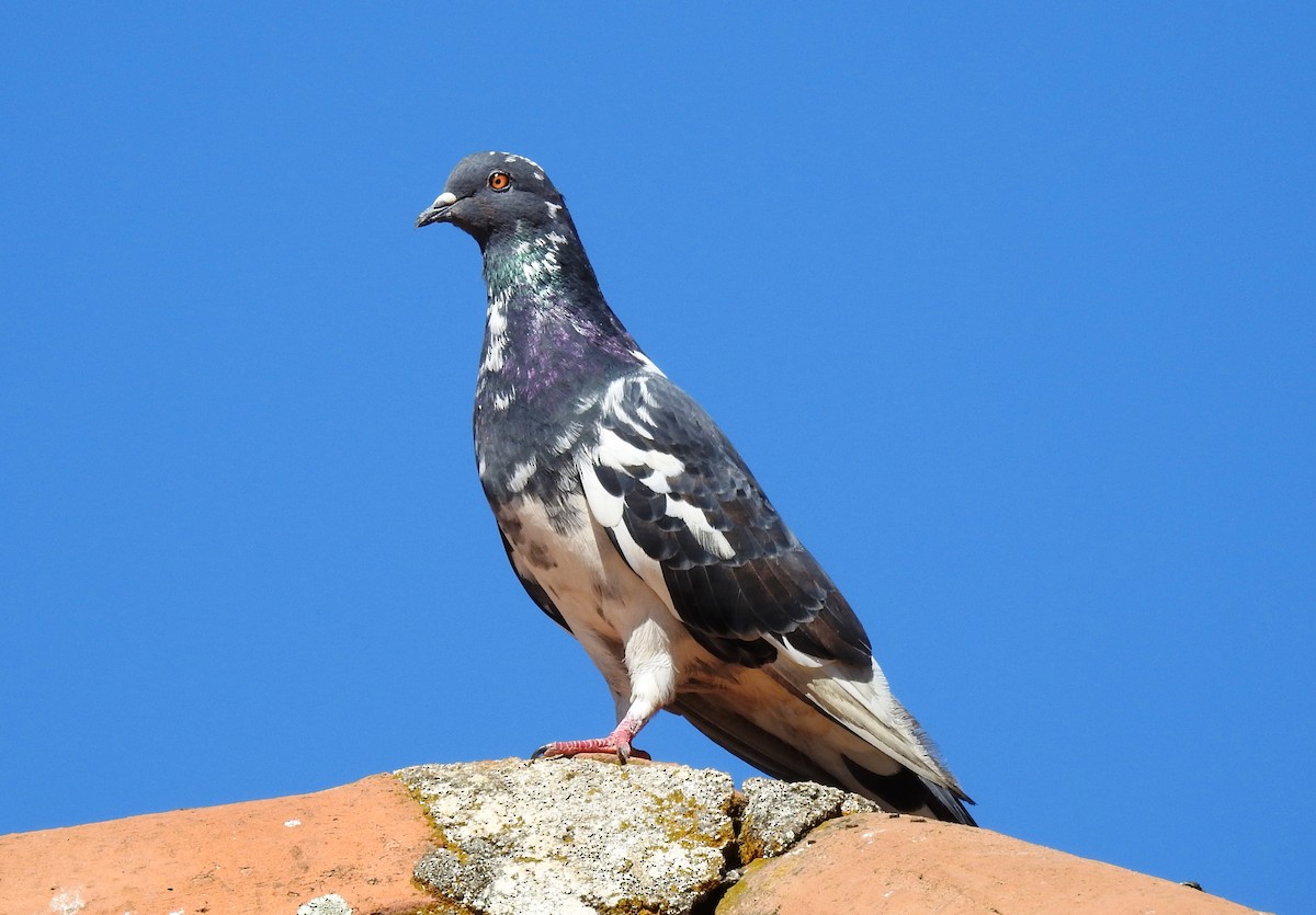 Rock Pigeon (Feral Pigeon) - Francisco Dubón