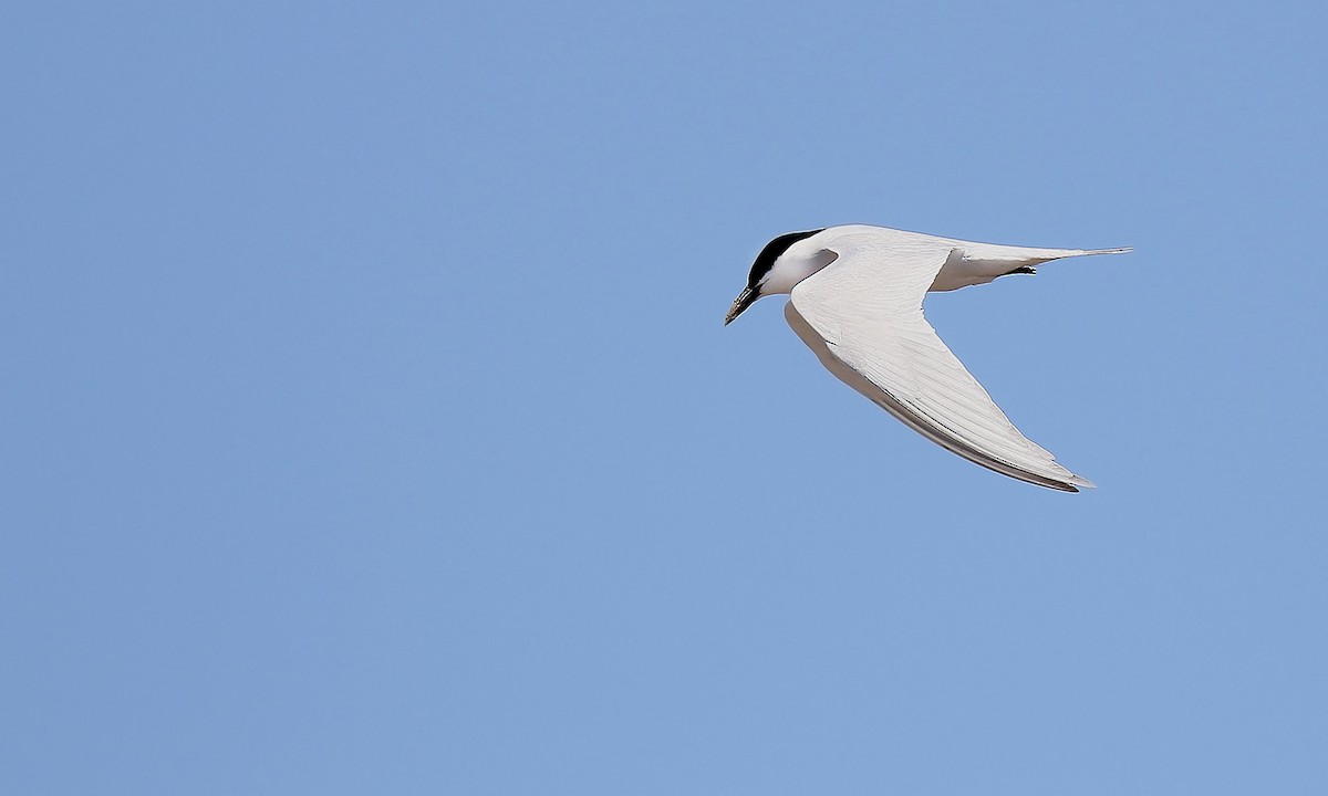 Gull-billed Tern - Adrián Braidotti