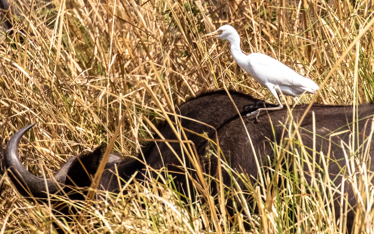 Western Cattle Egret - Eero Rasi