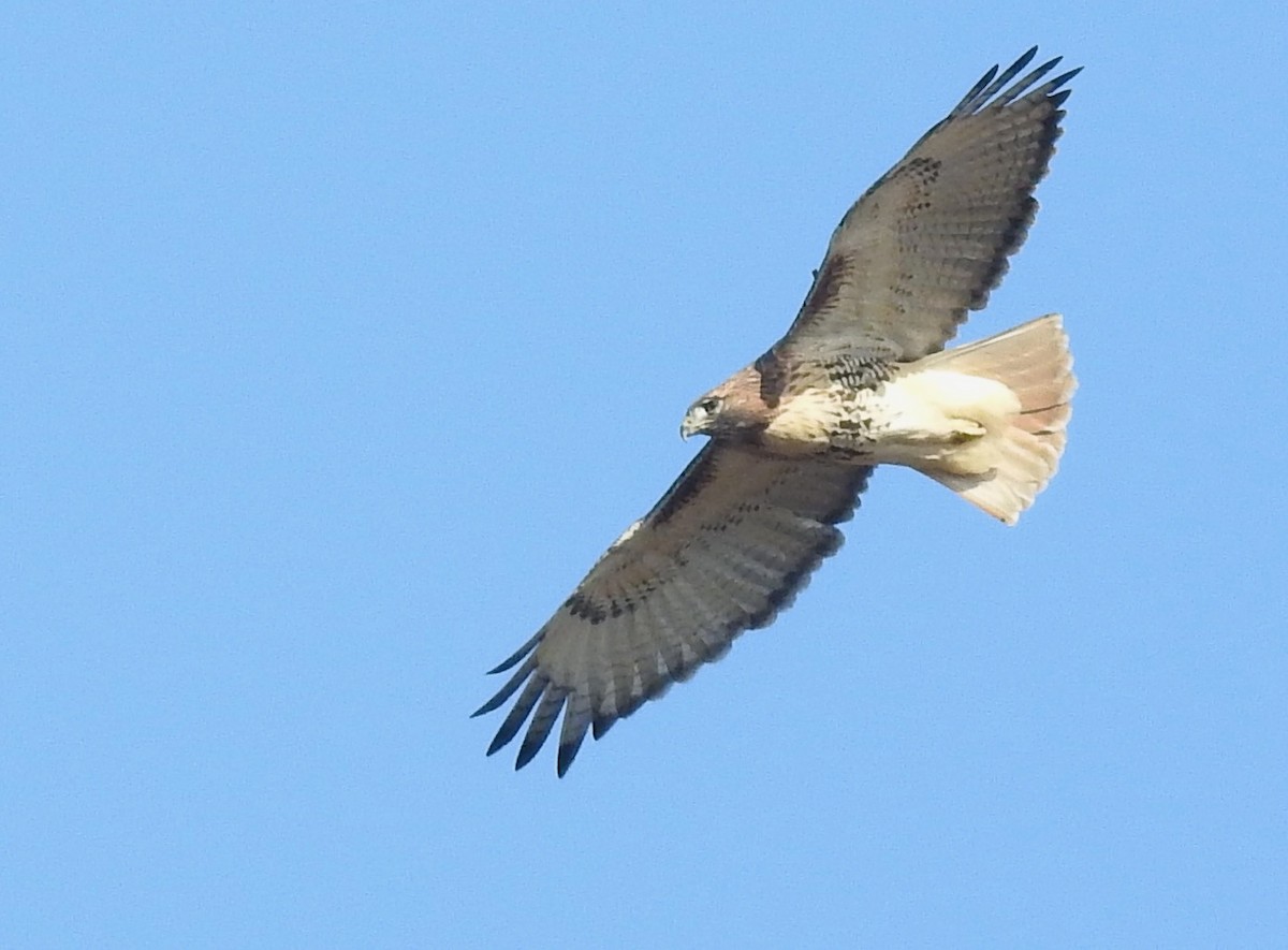 Red-tailed Hawk - ML388295961