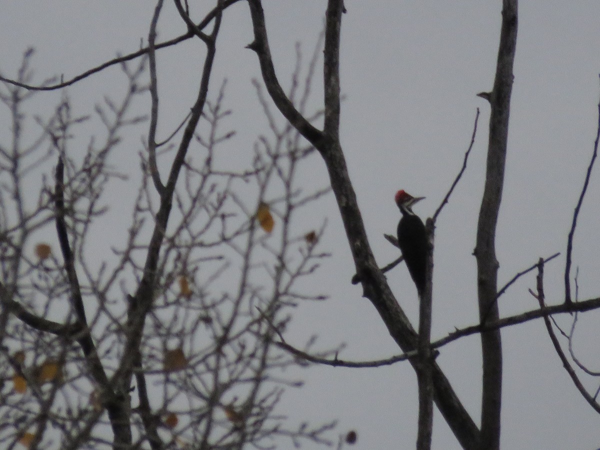 Pileated Woodpecker - Curtis Mahon
