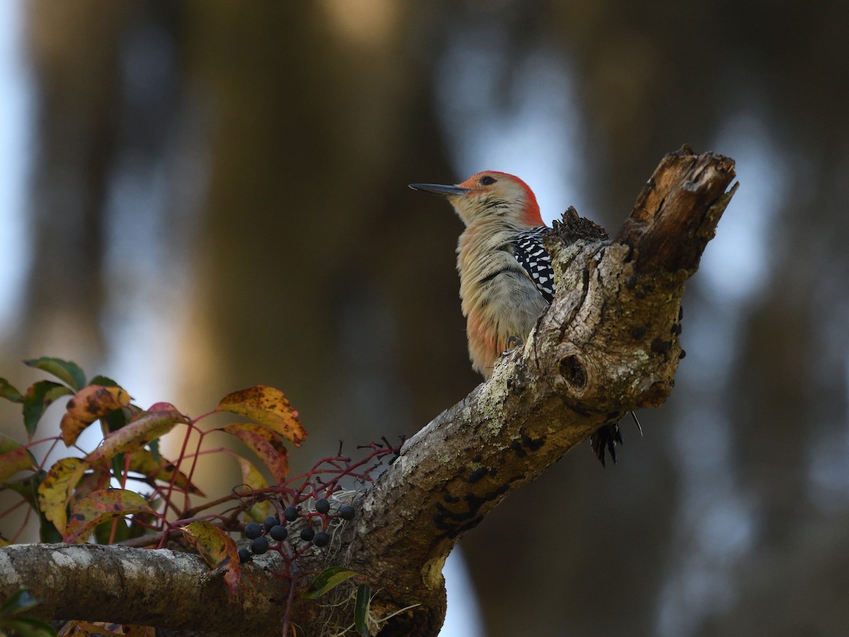 Red-bellied Woodpecker - ML388303591