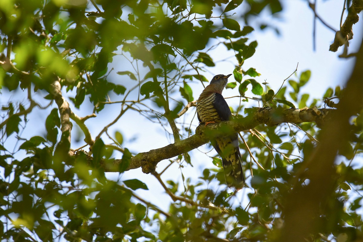Red-chested Cuckoo - ML388308591