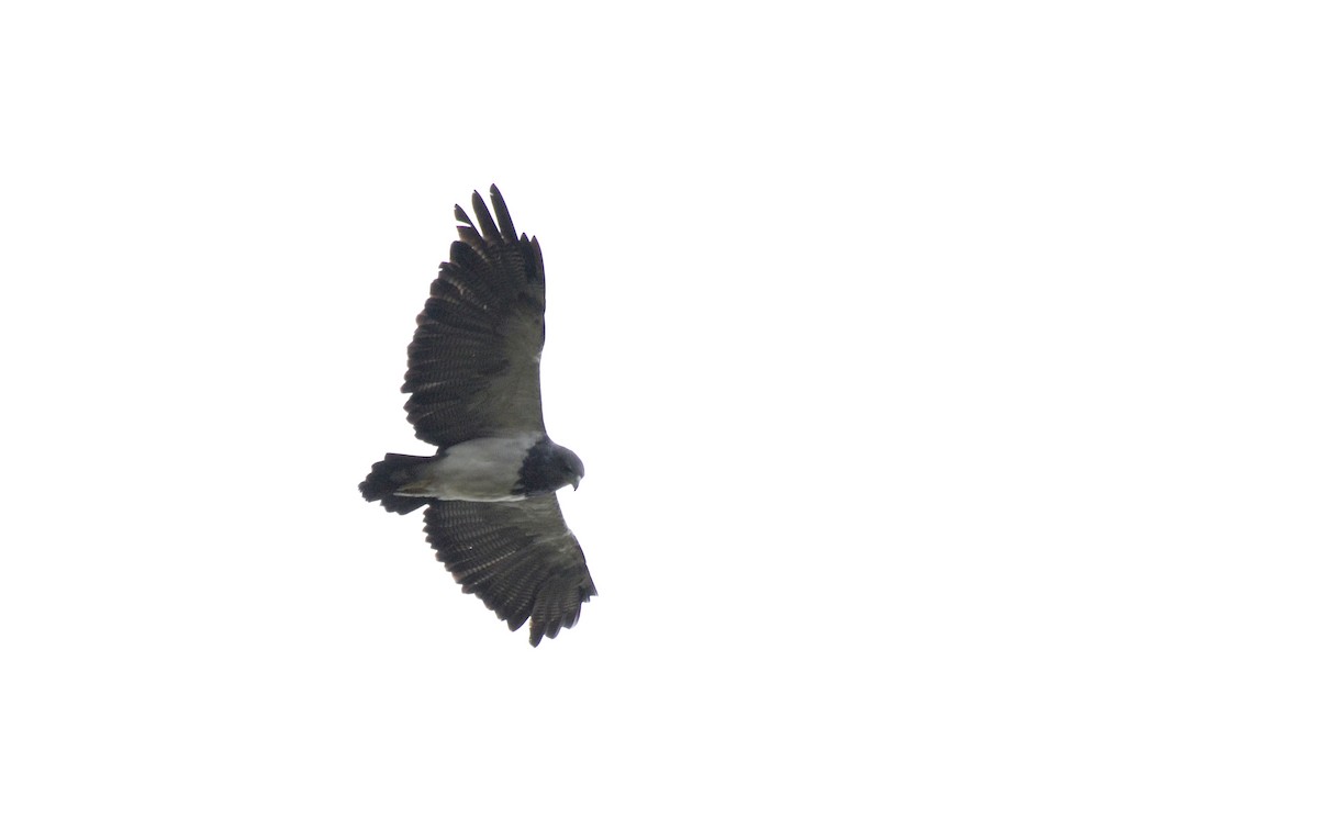Black-chested Buzzard-Eagle - ML38830941