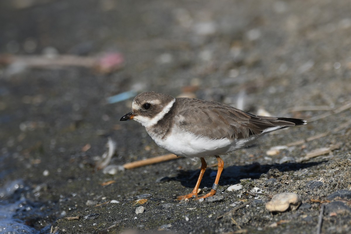 Common Ringed Plover - ML388309641