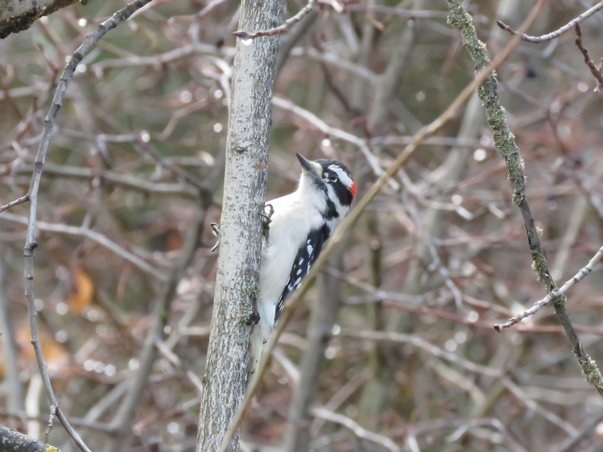 Downy Woodpecker - ML388311301