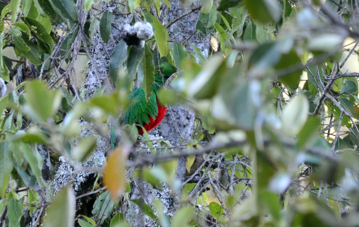 Crested Quetzal - ML38831251