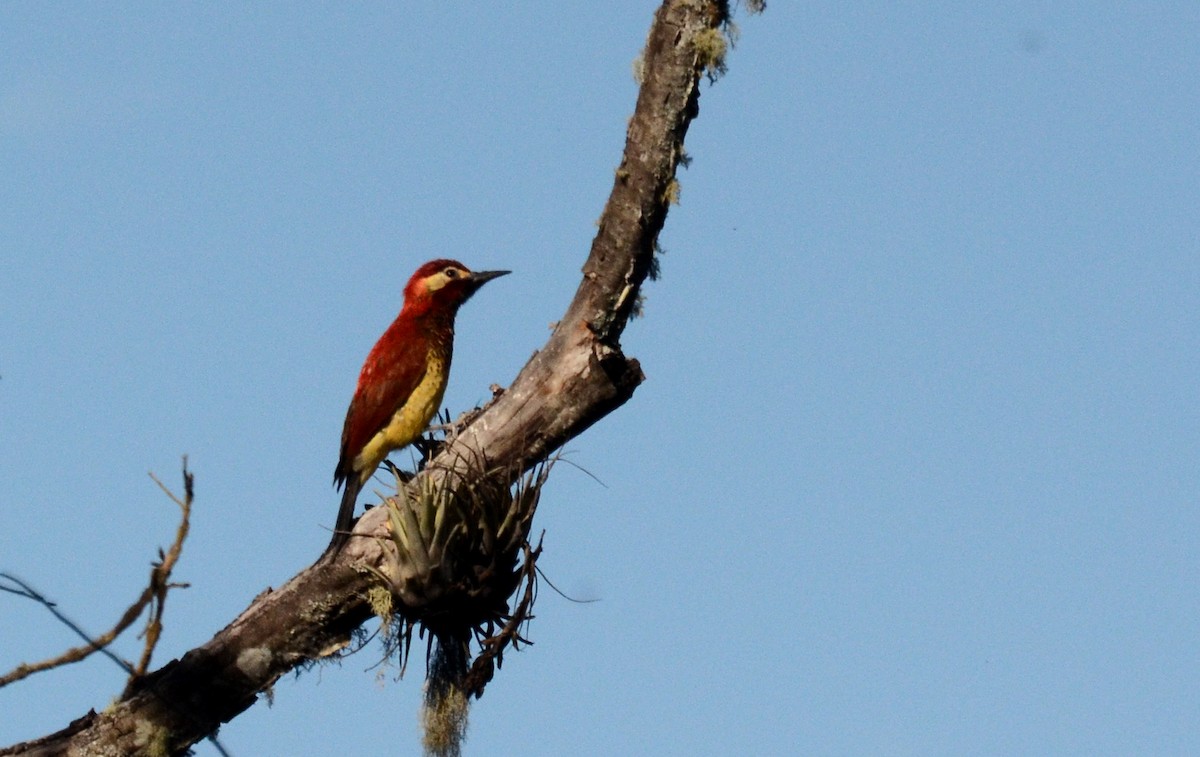 Crimson-mantled Woodpecker - ML38831281