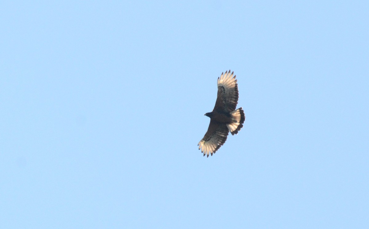 Black-and-chestnut Eagle - ML38831311
