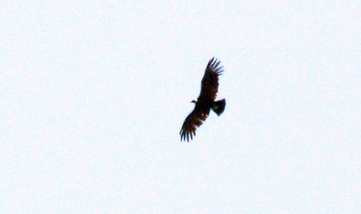 Condor des Andes - ML38831411
