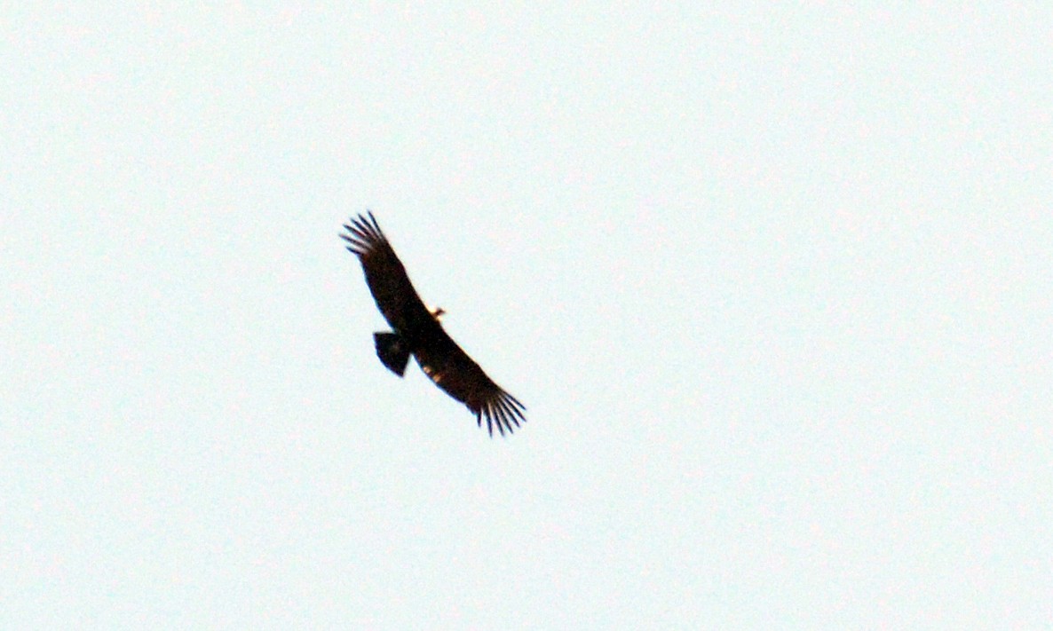 Andean Condor - ML38831421