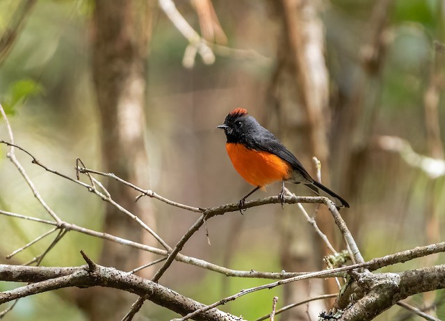 Lateral view (subspecies <em class="SciName notranslate">connectens</em>). - Slate-throated Redstart - 