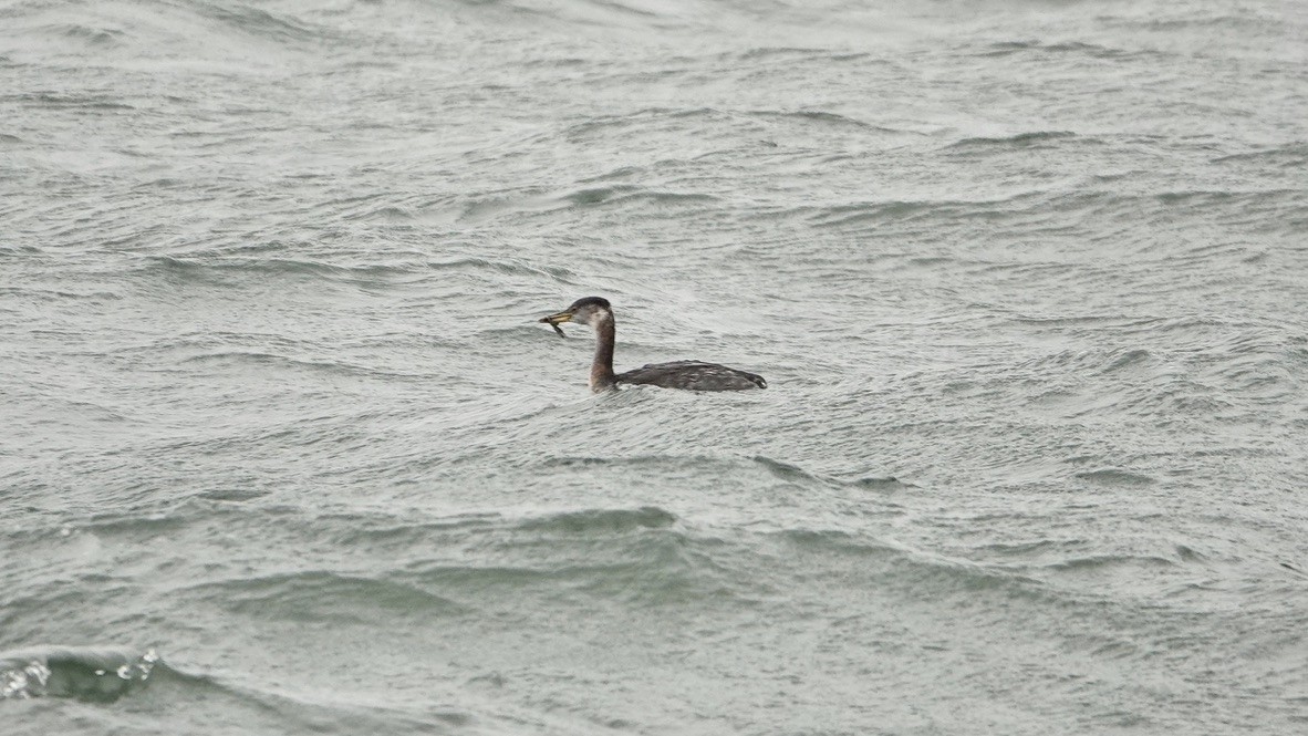 Red-necked Grebe - ML388315201