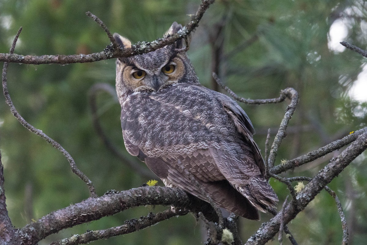 Great Horned Owl - Steve Flood