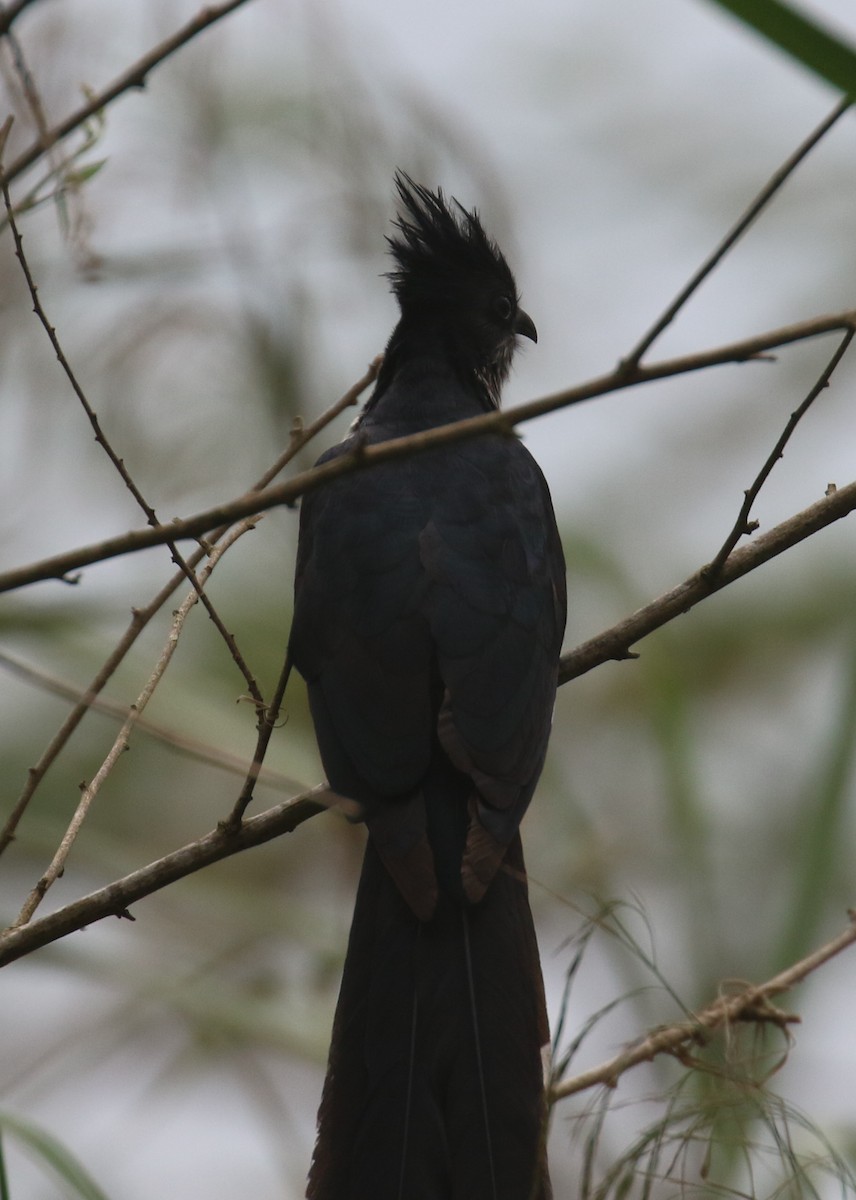 Levaillant's Cuckoo - Jeffrey Anderson