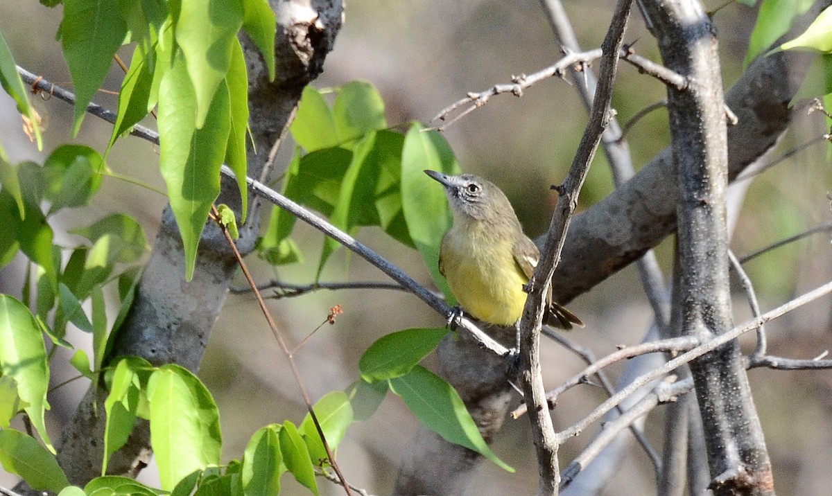 Pale-tipped Tyrannulet - David M. Bell