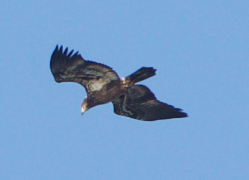 Bald Eagle - Robert Irwin
