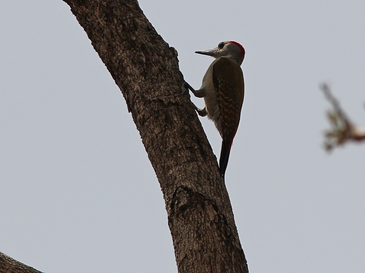 African Gray Woodpecker (Gray) - ML388340581