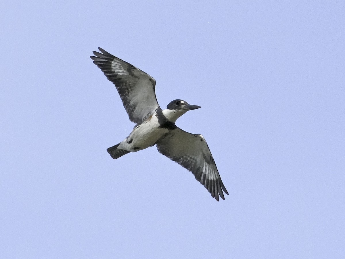 Belted Kingfisher - Denny Swaby