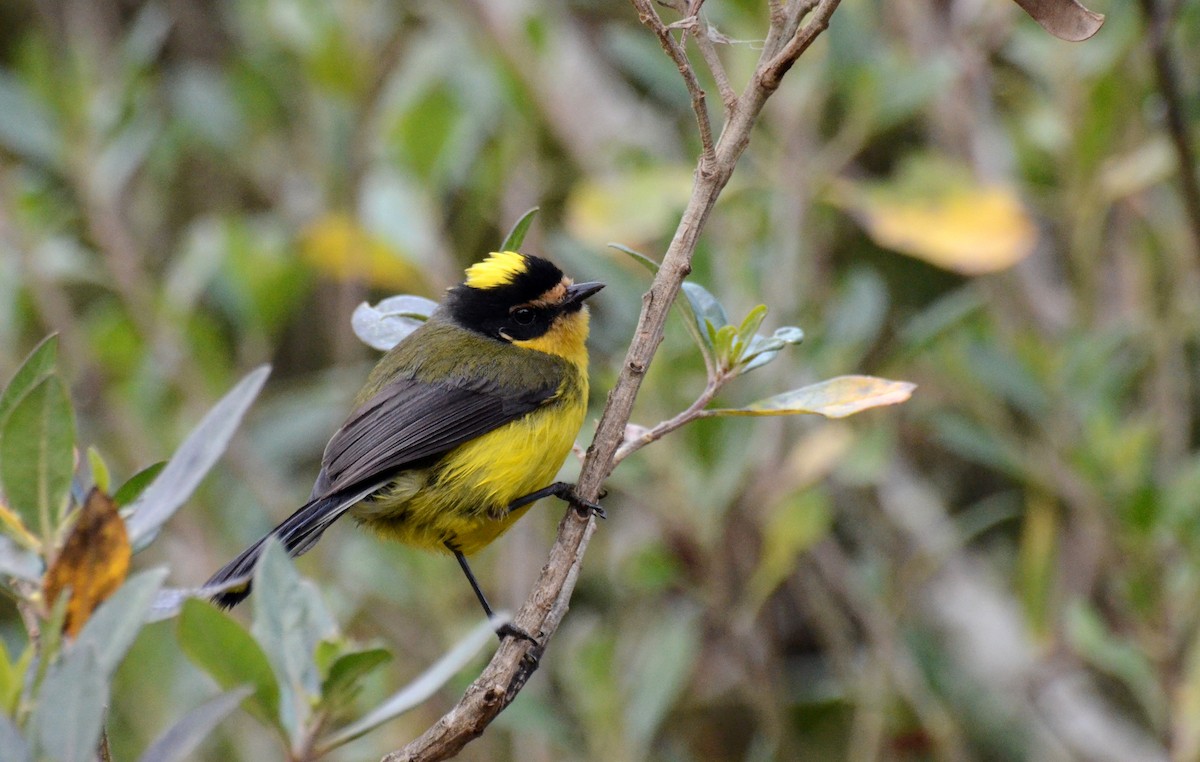 Yellow-crowned Redstart - David M. Bell