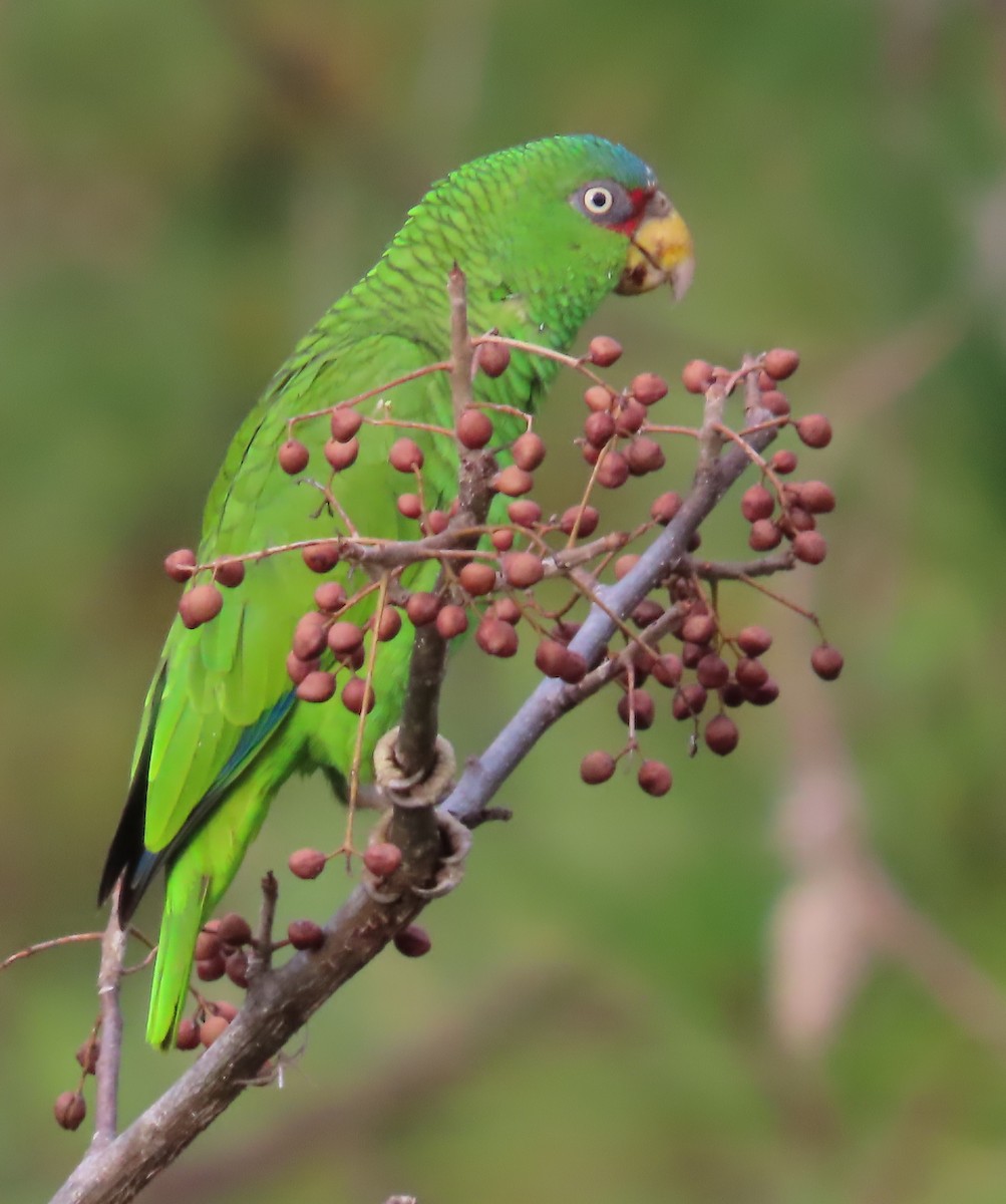 White-fronted Parrot - ML388350081