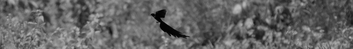 Red-collared Widowbird - Fabien Quétier